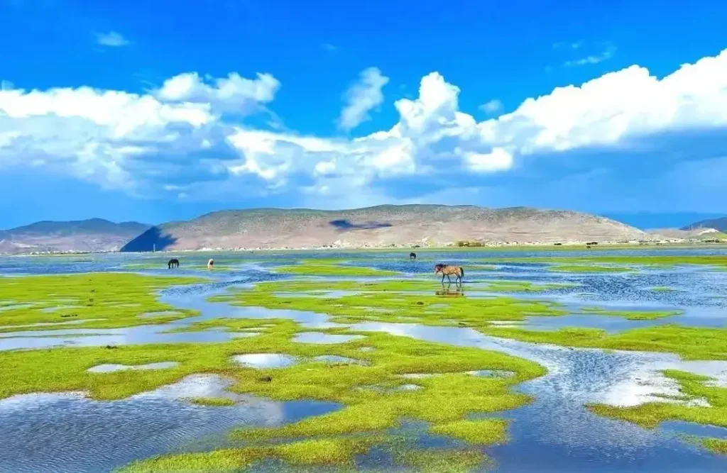 Napa Sea Wetland in Shangri-La, Yunnan