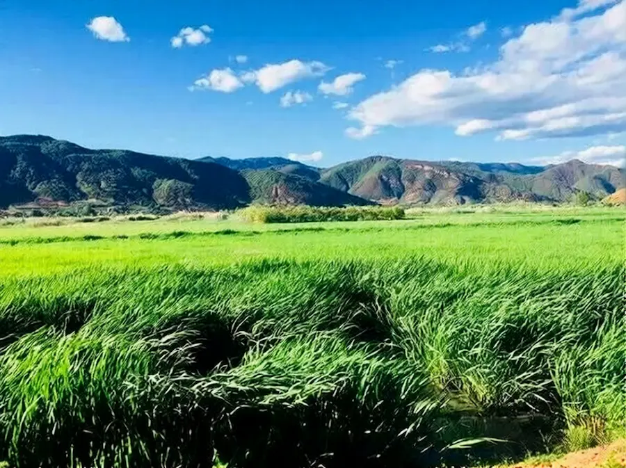 Grass Sea of ​​Lugu Lake
