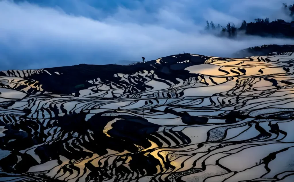 Yunnan Duyi Tree Terraced Fields