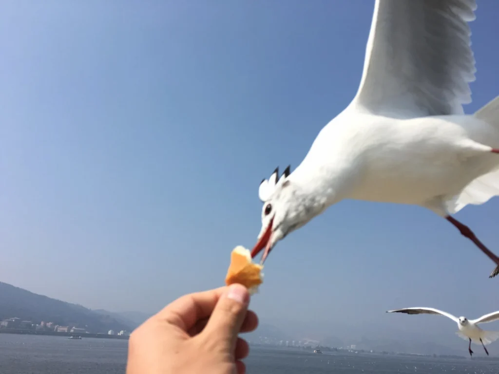 Feeding red-billed gulls at Dianchi Lake in Kunming, Yunnan