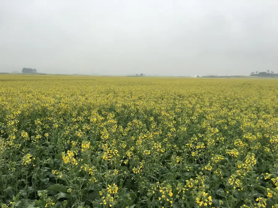Golden rapeseed flower fields in Luoping, Yunnan