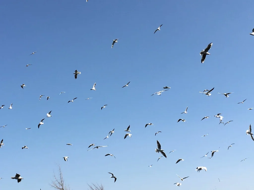 Red-billed gulls soaring in the blue sky over Dianchi Lake in Kunming, Yunnan