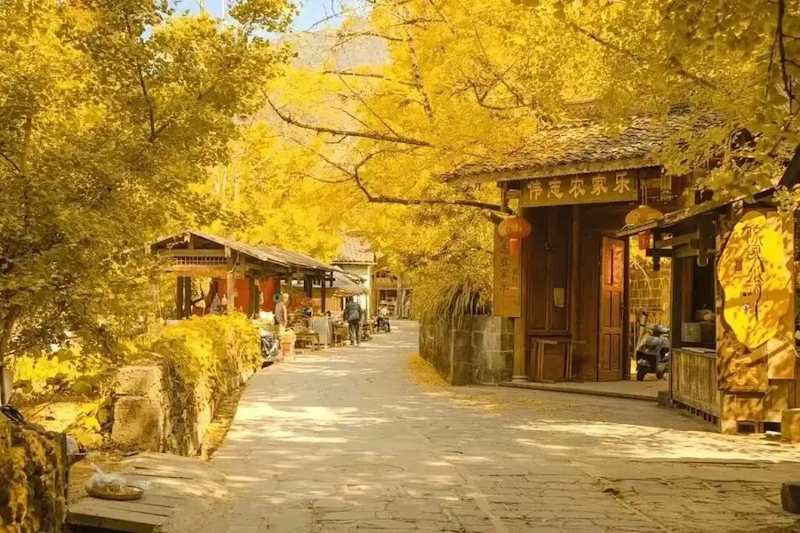 Best Month to Visit Yunnan:The Golden Fairy Tale of Ginkgo Village in Tengchong, Yunnan