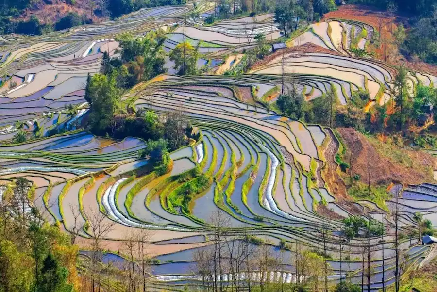 Best Month to Visit Yunnan:The mirror-like spectacle of the Yuanyang Rice Terraces in Yunnan