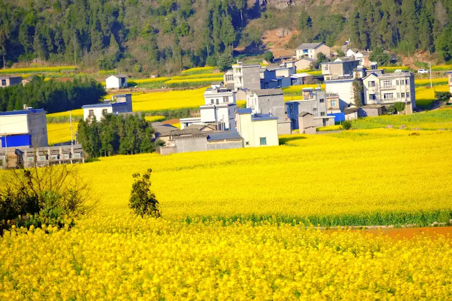 Yunnan Luoping rapeseed flower sea