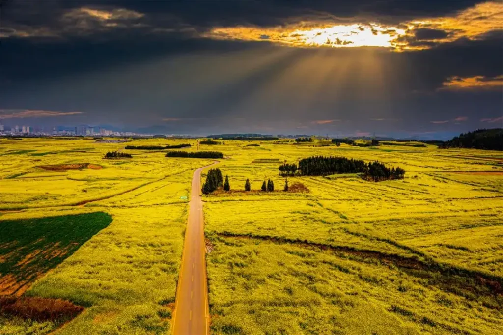 Golden rapeseed flower fields in Luoping, best time to visit Yunnan in spring