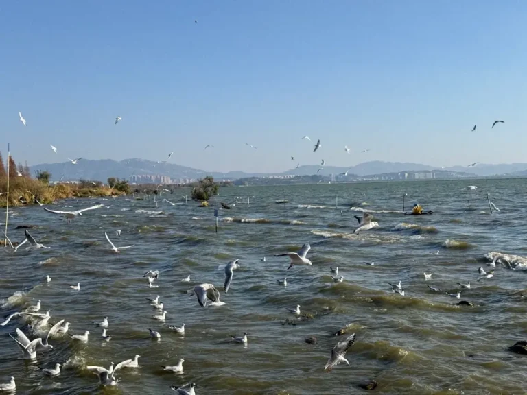 Red-billed gulls over Haigeng Dam,a classic things to do in Kunming winter scene